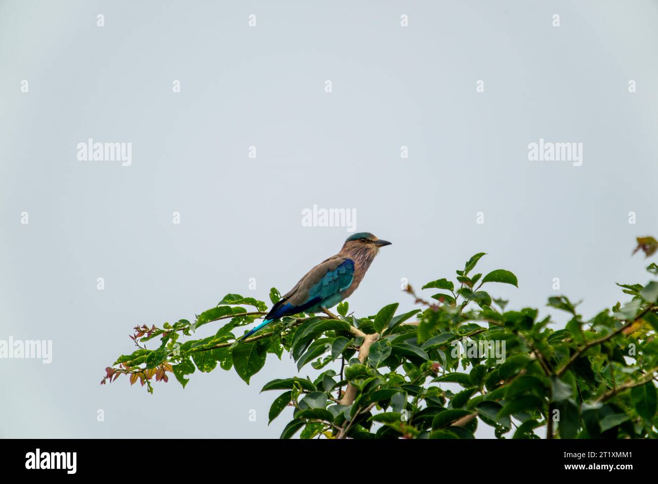 C'è un Indian Roller sulla filiale. Bharatpur Bird Sanctuary nel Keoladeo Ghana National Park, India. Foto Stock