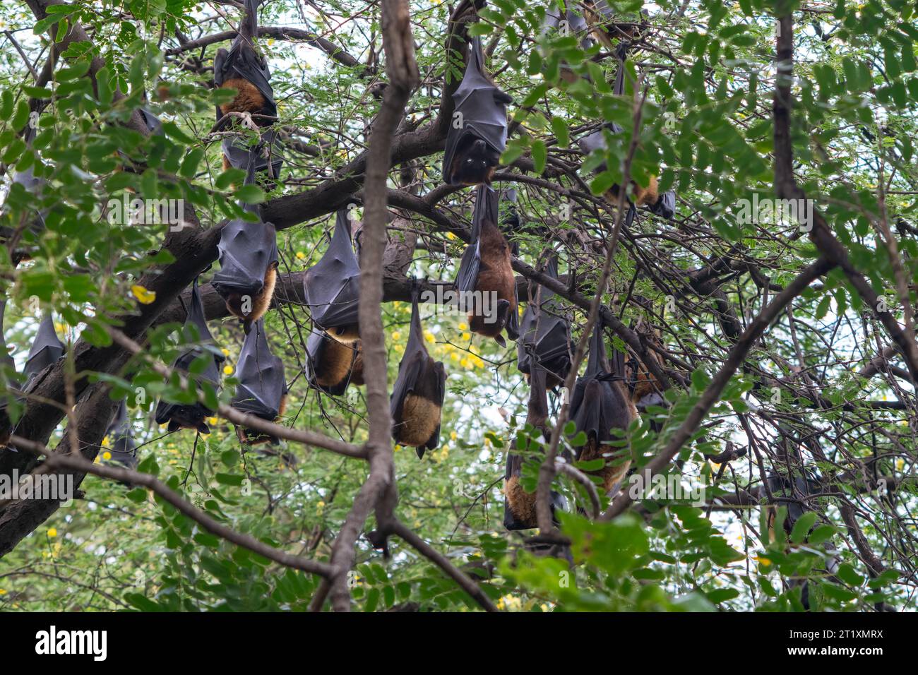 La volpe volante indiana (Pteropus medius) è anche conosciuta come il grande pipistrello della frutta indiana. Bharatpur Bird Sanctuary nel Keoladeo Ghana National Park, India. Foto Stock