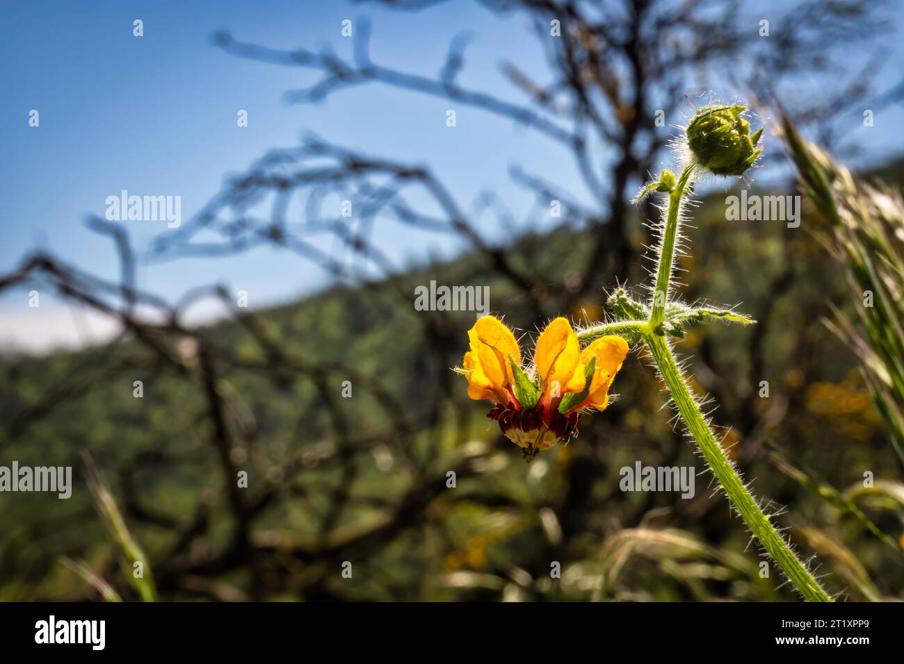 Pianta della famiglia Loasa, pianta nativa cilena da vicino Foto Stock