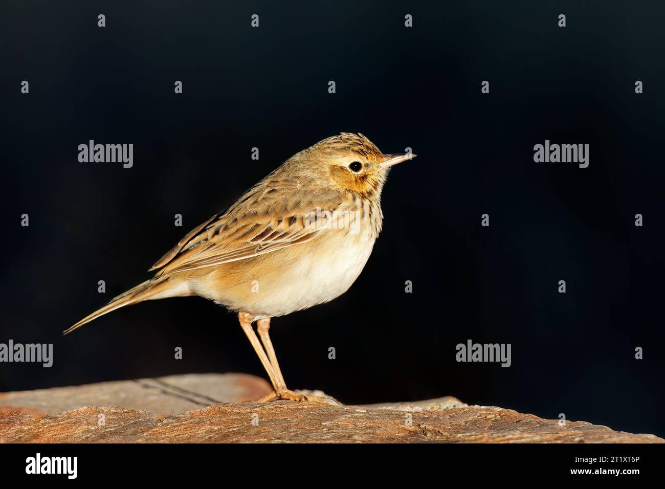 Un pipit africano (Anthus cinnomomeus) arroccato su una roccia, in Sudafrica Foto Stock