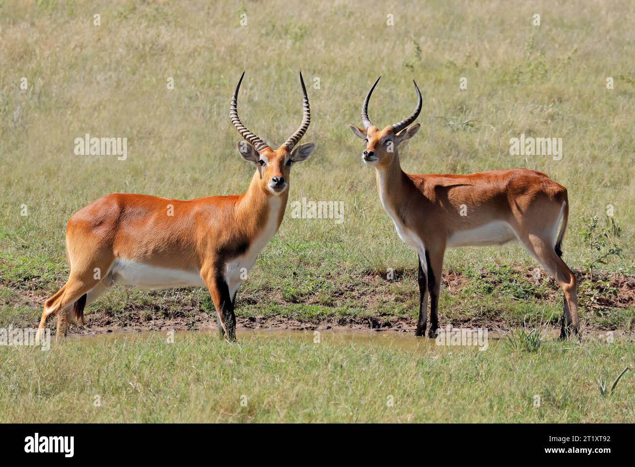 Antilopi lechwe rossi maschili (Kobus leche) in habitat naturale, Africa meridionale Foto Stock