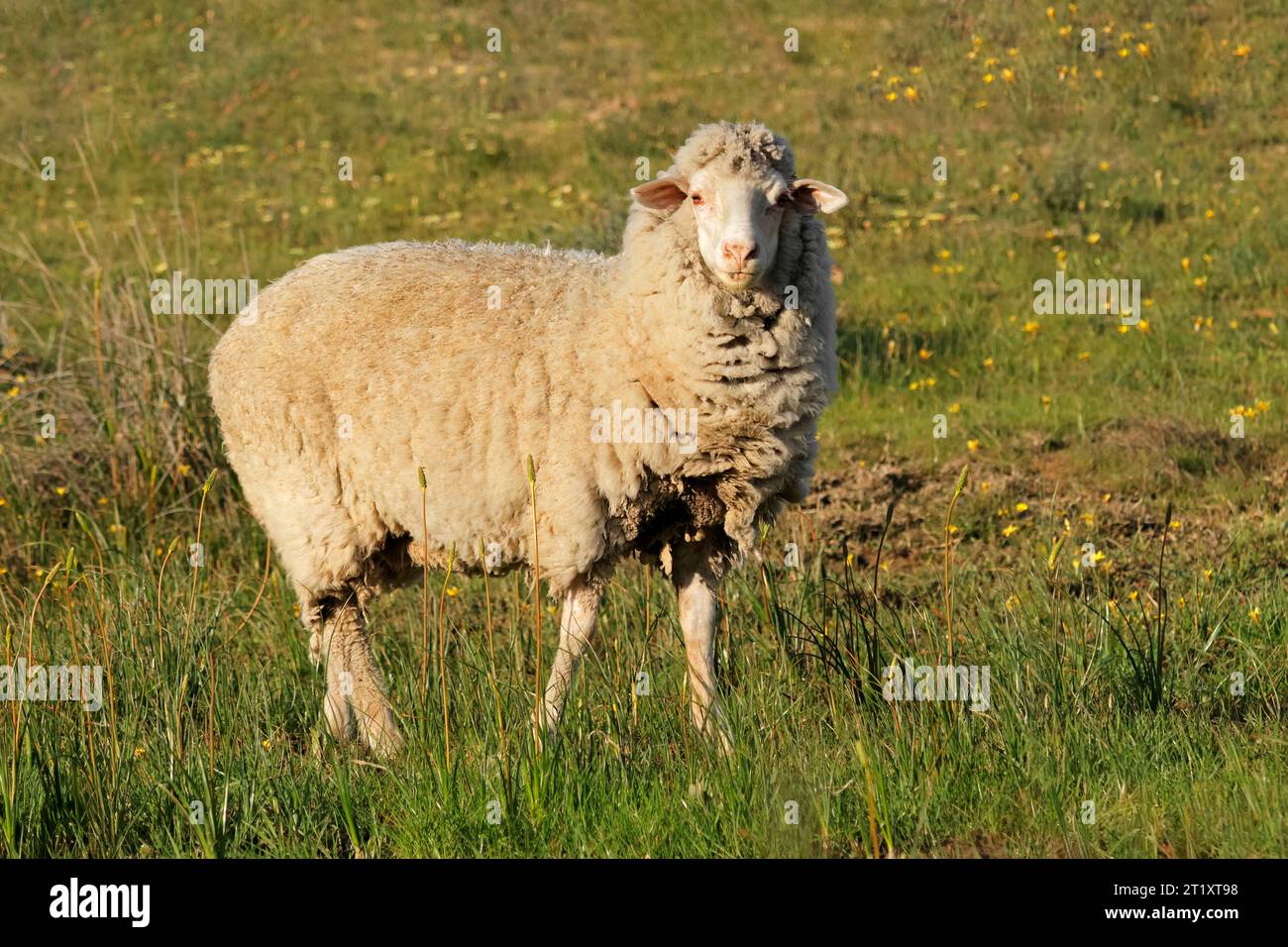 Una pecora merino allevata all'aperto in un'azienda agricola sudafricana Foto Stock