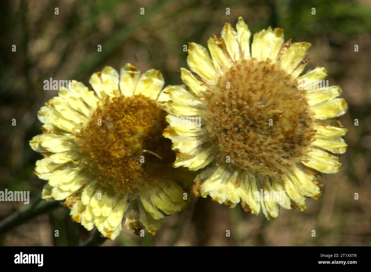 I Button Everlastings (Helichrysum Scorpioides), noti anche come Curling Everlasting, erano popolari in tempi antichi come fiori pressati, da cui il nome "eterno". Foto Stock