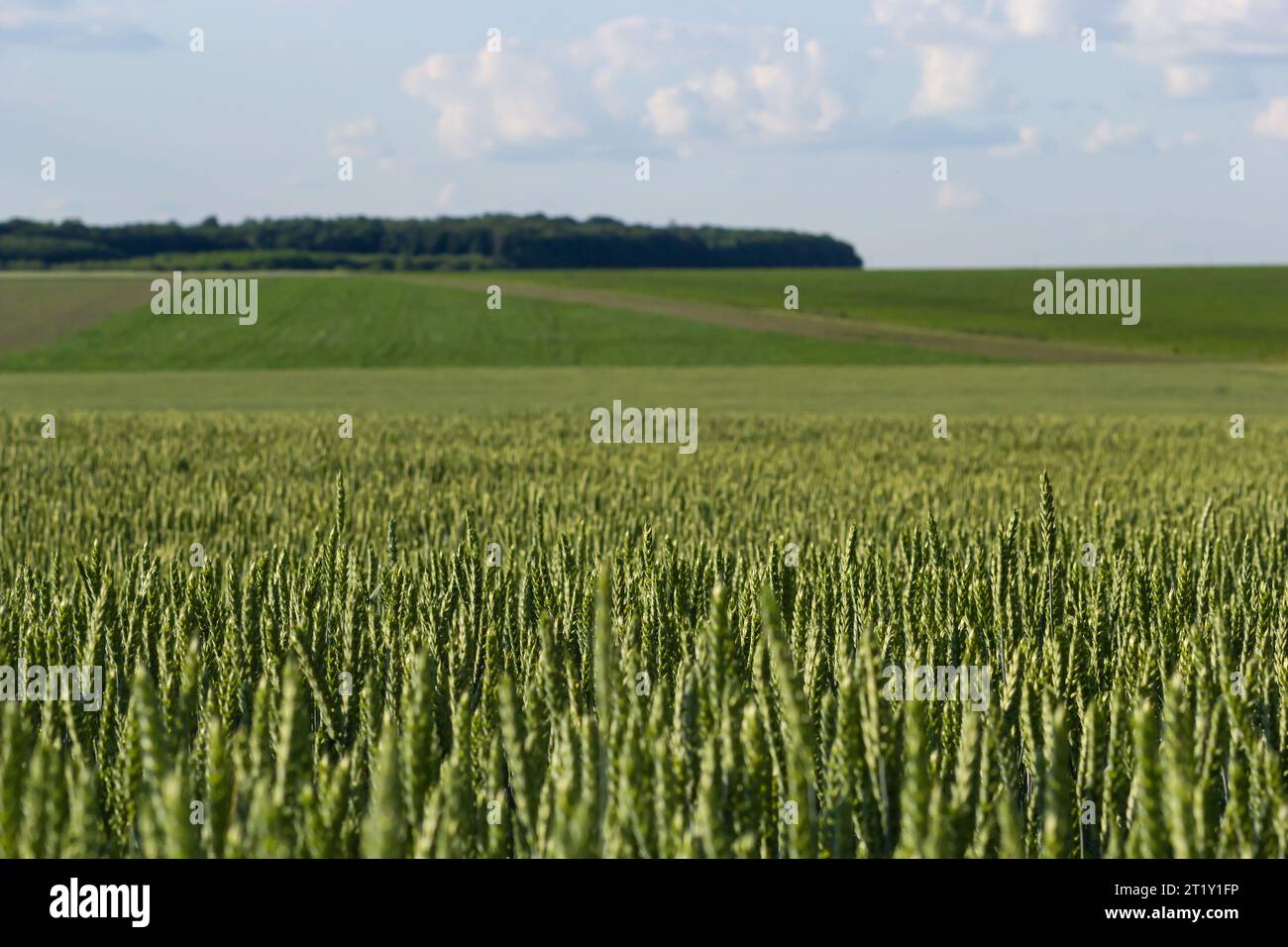 Raccolto di grano di inizio estate che soffia nella brezza. Colture di grano verde tradizionali Foto naturale unica. Piante di grano giovani che crescono sul terreno. Foto Stock