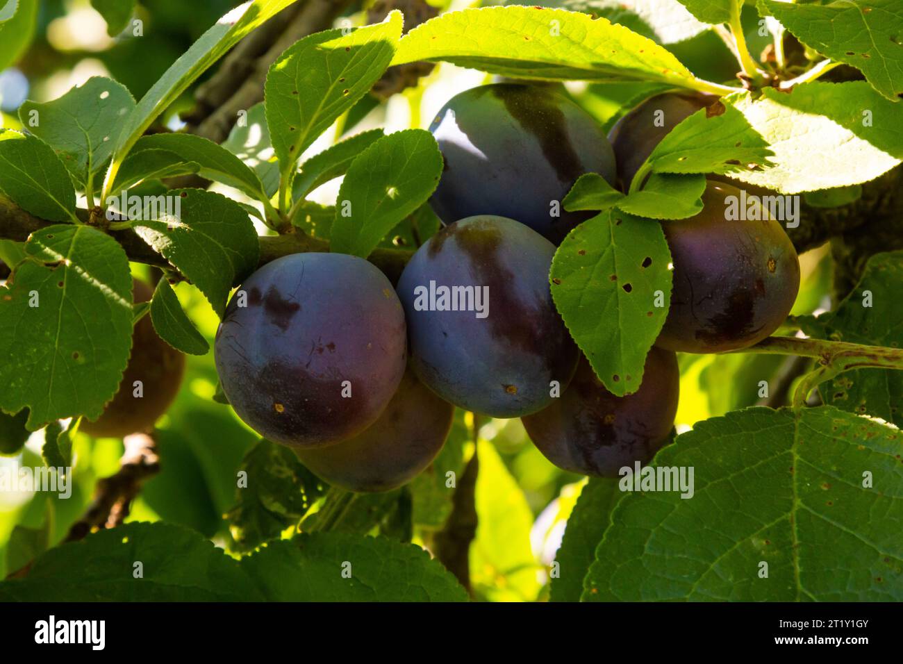 Su un ramo di un albero sono prugne mature di colore blu. Foto Stock