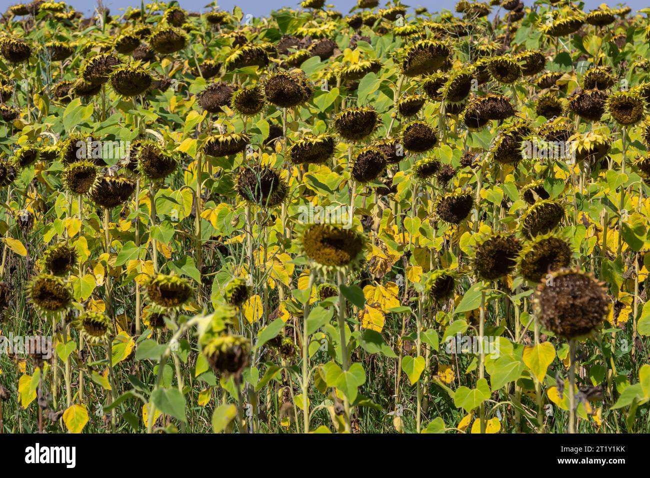 Teste di girasole annegate piene di semi da raccogliere a fine stagione su un campo agricolo in autunno. Foto Stock