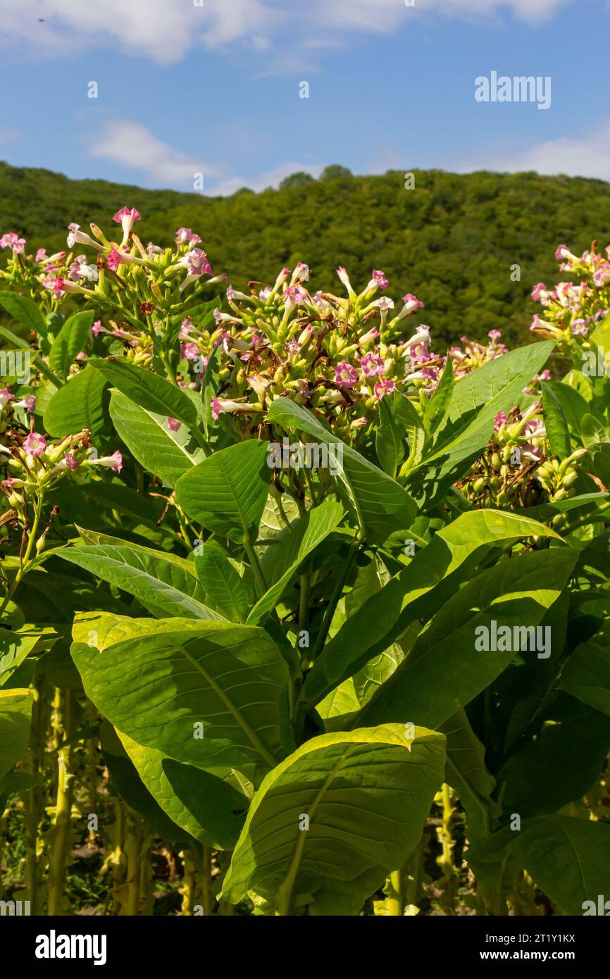 Tabacco verde in foglia in uno sfondo di campo di tabacco sfocato, primo piano. Tabacco colture di foglie grandi che crescono in campo di piantagione di tabacco. Foto Stock