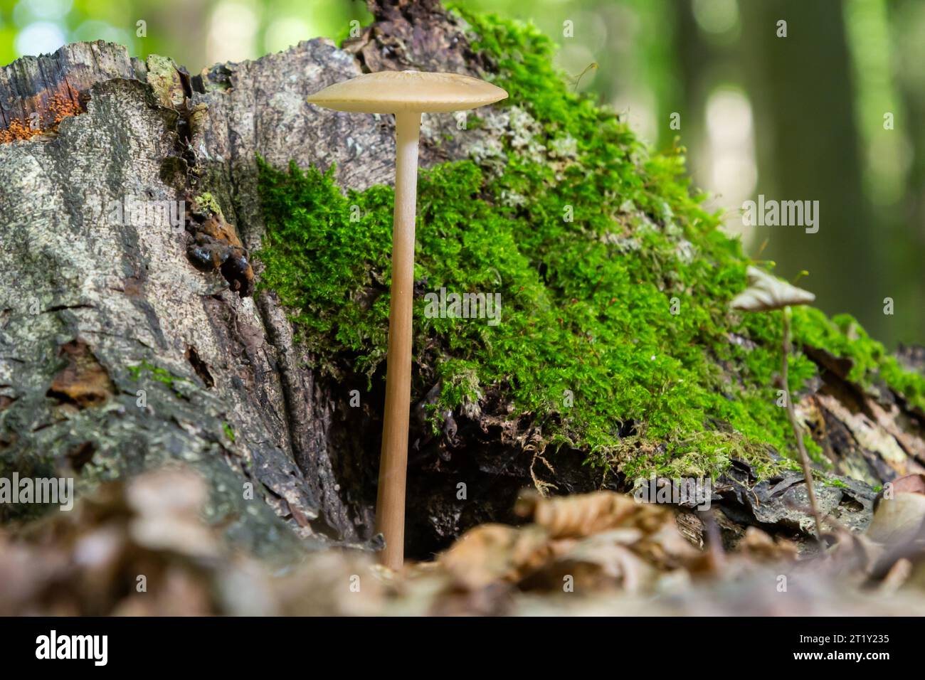 Funghi commestibili Hymenopellis radicata o Xerula radicata su un prato di montagna. Noto come fungo di radice profonda o gambo di radicamento. Fungo selvatico che cresce in Foto Stock