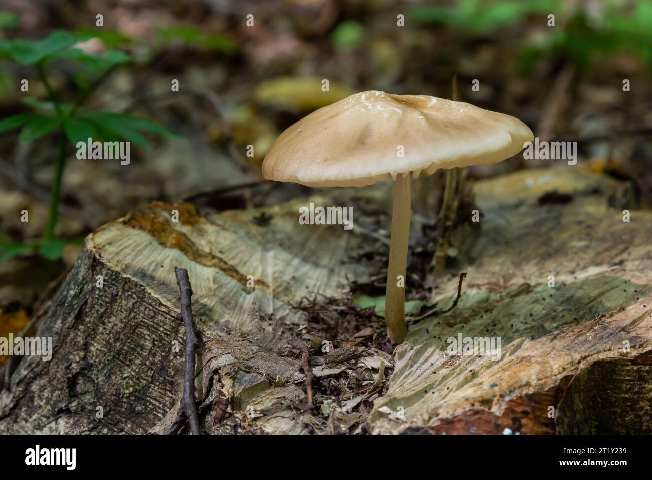 Funghi commestibili Hymenopellis radicata o Xerula radicata su un prato di montagna. Noto come fungo di radice profonda o gambo di radicamento. Fungo selvatico che cresce in Foto Stock