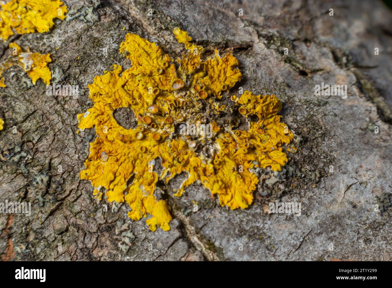 Particolare della corteccia di un albero su cui cresce il lichene. Foto Stock