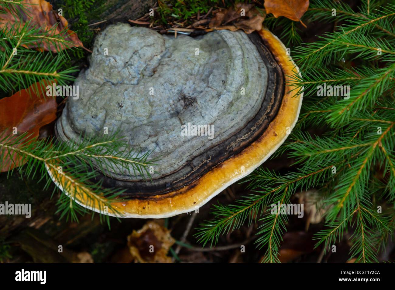 Fomes fomentarius, comunemente noto come il fungo di lattonzolo, falso fungo di lattonzolo, fungo di zoccolo, tonder conk, tonder polipore o fungo di ghiaccio uomo. Foto Stock