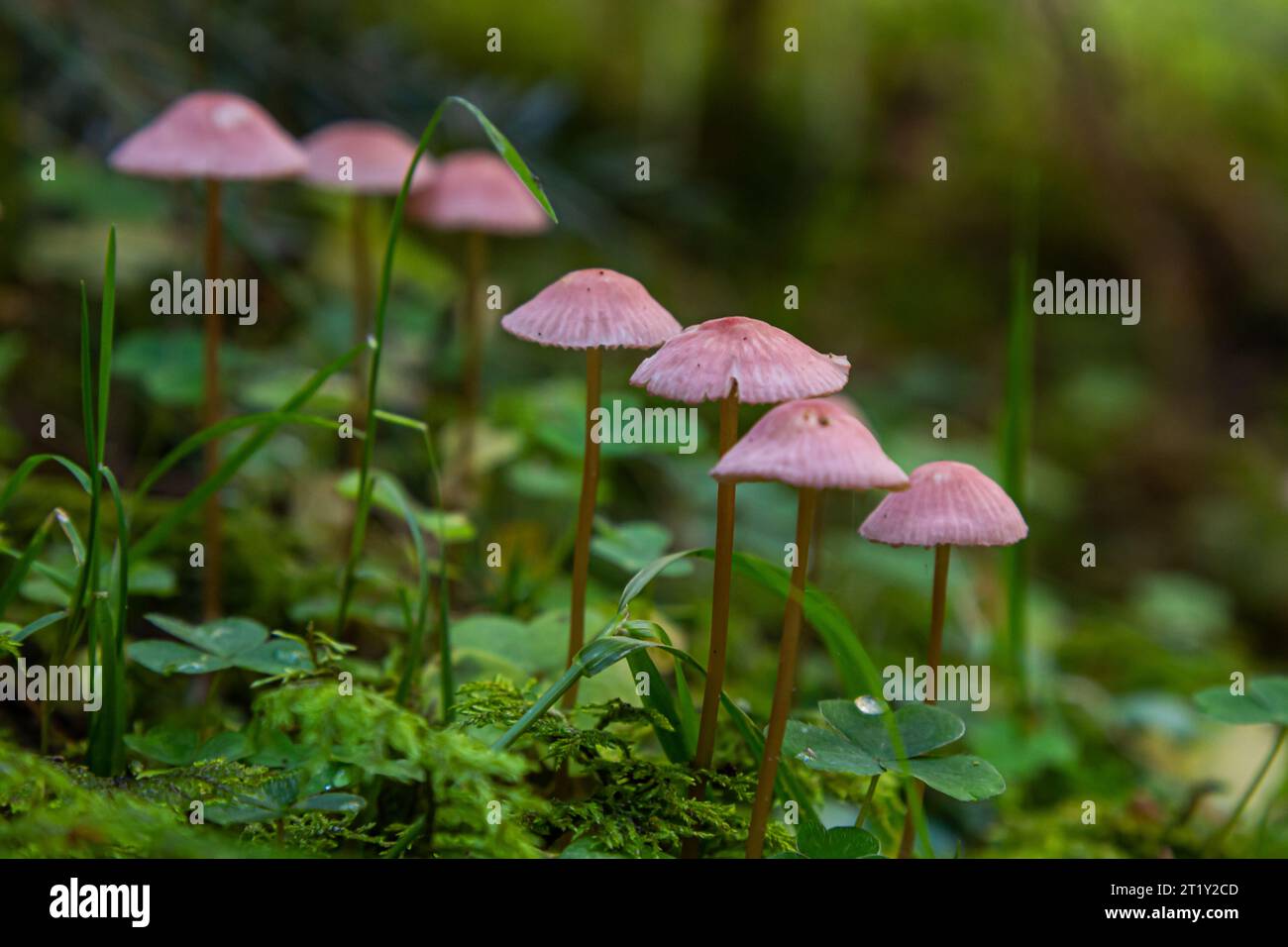 Funghi non commestibili Mycena rosella nella foresta di abete rosso. Noto come cofano rosa. Funghi selvatici che crescono nel muschio. Foto Stock