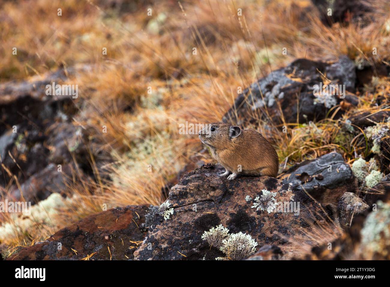 Il pika settentrionale ascolta attentamente i suoni mentre si siede sulle rocce Foto Stock