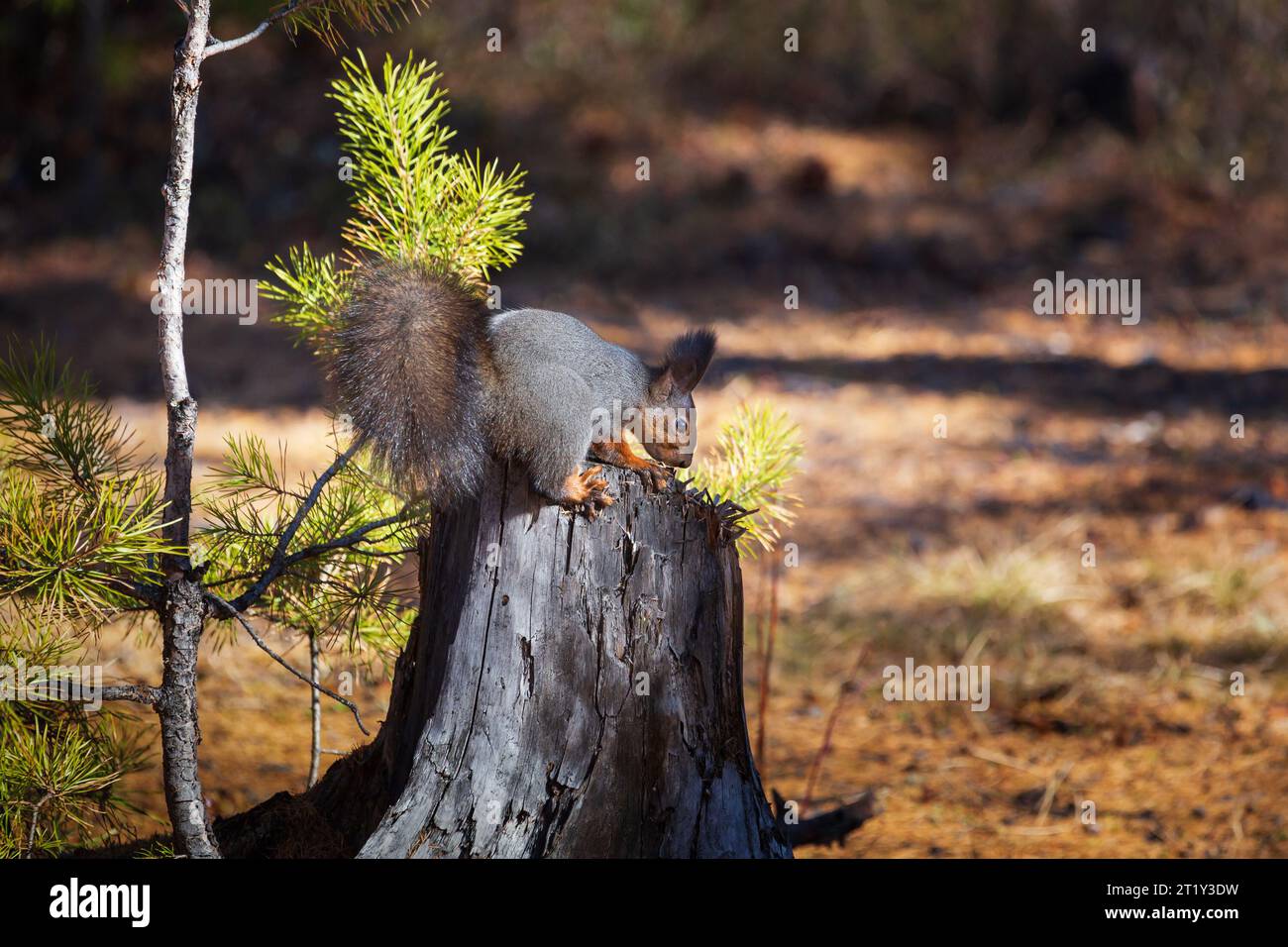 Uno scoiattolo si trova su un ceppo nella foresta autunnale. Primo piano con sfondo sfocato. Foto Stock