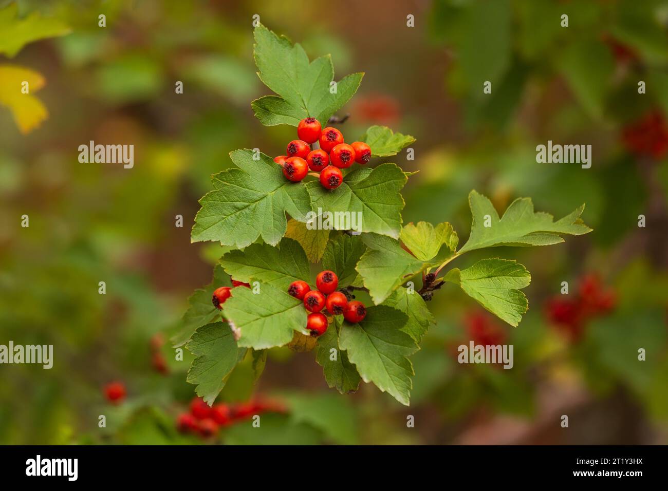 Primi piani di foglie e frutti di biancospino con profondità di campo ridotta Foto Stock