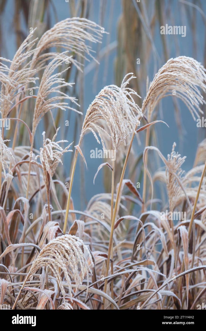 Miscanthus sinensis Gracillimus, erba argentata cinese Gracillimus, prugne di semi ricoperte di gelo in inverno Foto Stock