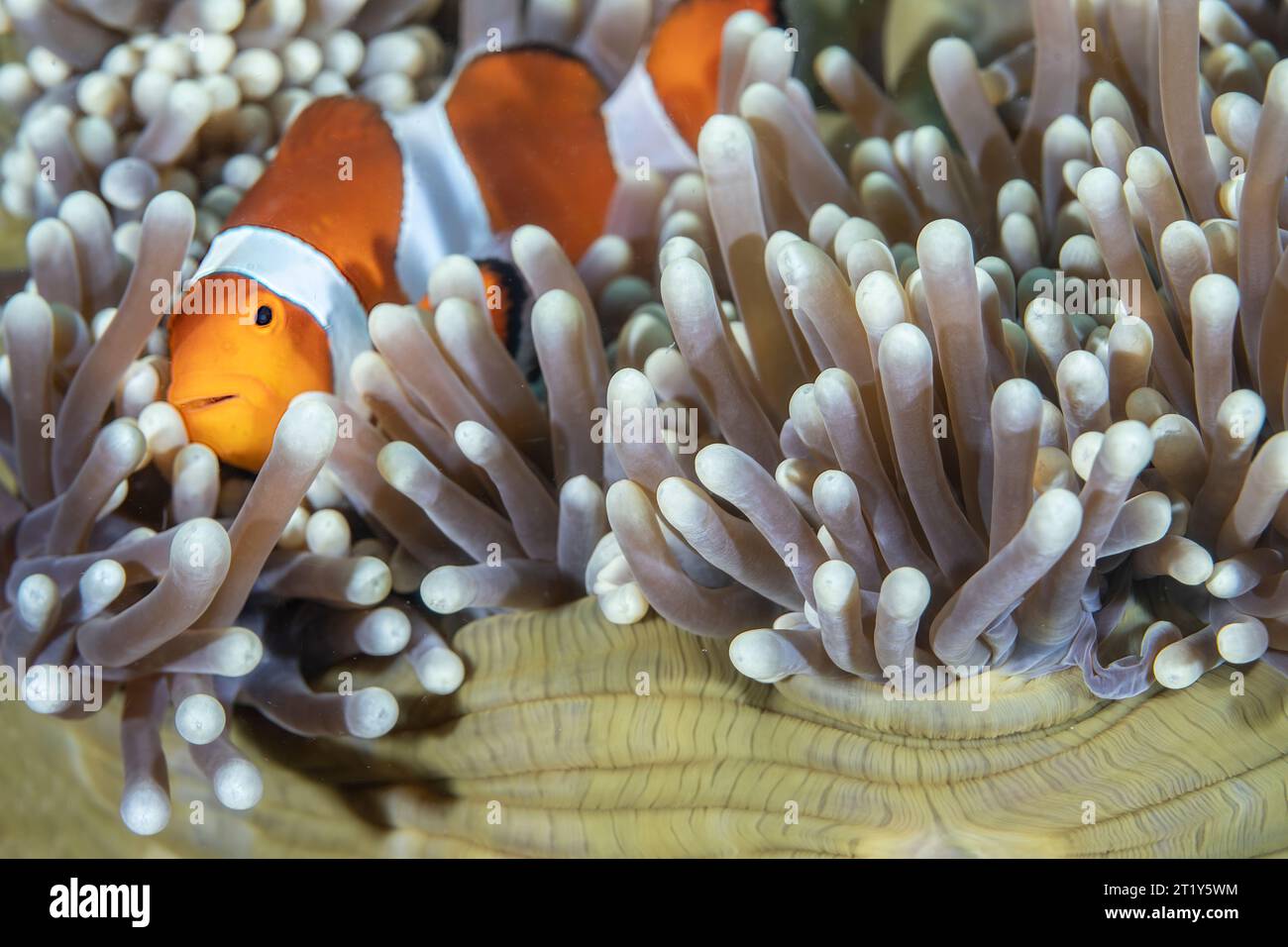 Ritratto di un comune pesce pagliaccio (Amphiprion ocellaris) in un anemone verde Foto Stock