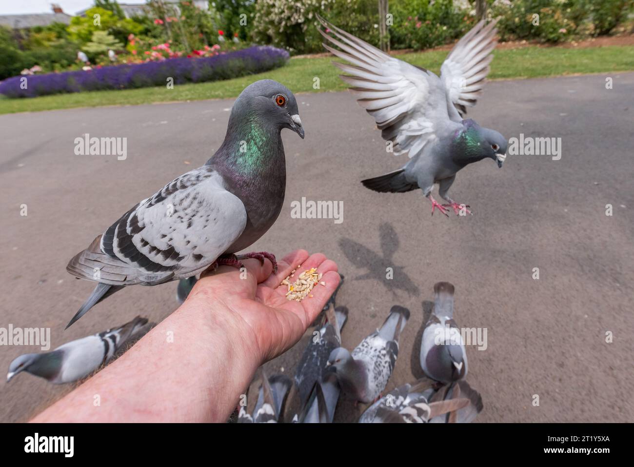 Feral Pigeon [ Columba livia domestica ] a disposizione con semi a Vivary Park, Taunton, Regno Unito Foto Stock