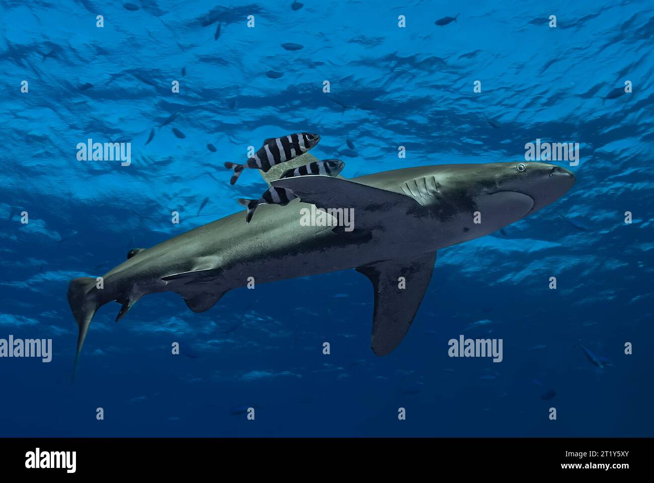Squalo oceanico con punta bianca (Carcharhinus longimanus) che nuota vicino alla superficie, accompagnato da due pesci pilota Foto Stock