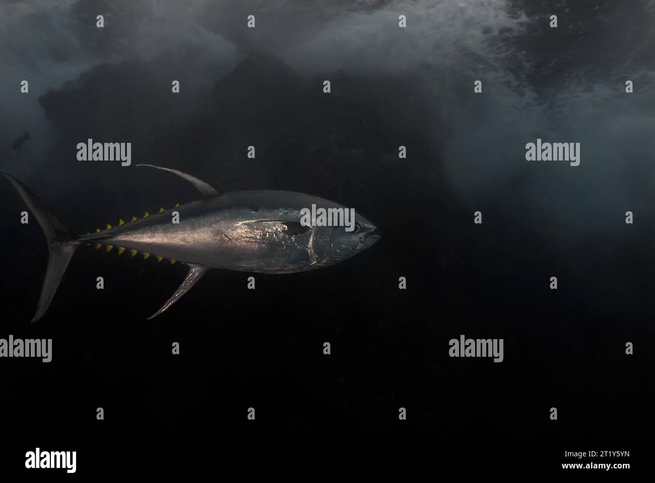 Tonno pinna gialla (Thunnus albacares) sotto le onde Foto Stock