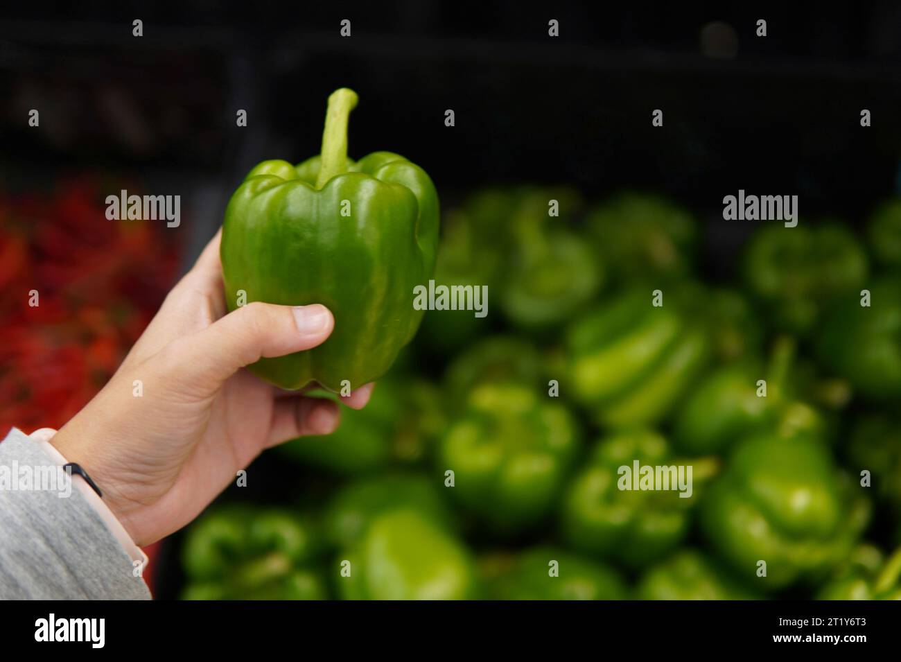 Immagine ravvicinata della mano che tiene il capsico verde o il peperone verde nel supermercato. Foto Stock