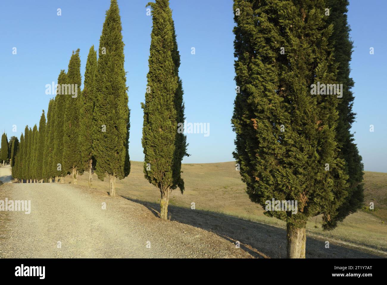 Fila di cipressi fiancheggia una strada di campagna, Cupressus sempervirens; Cupressaceae Foto Stock