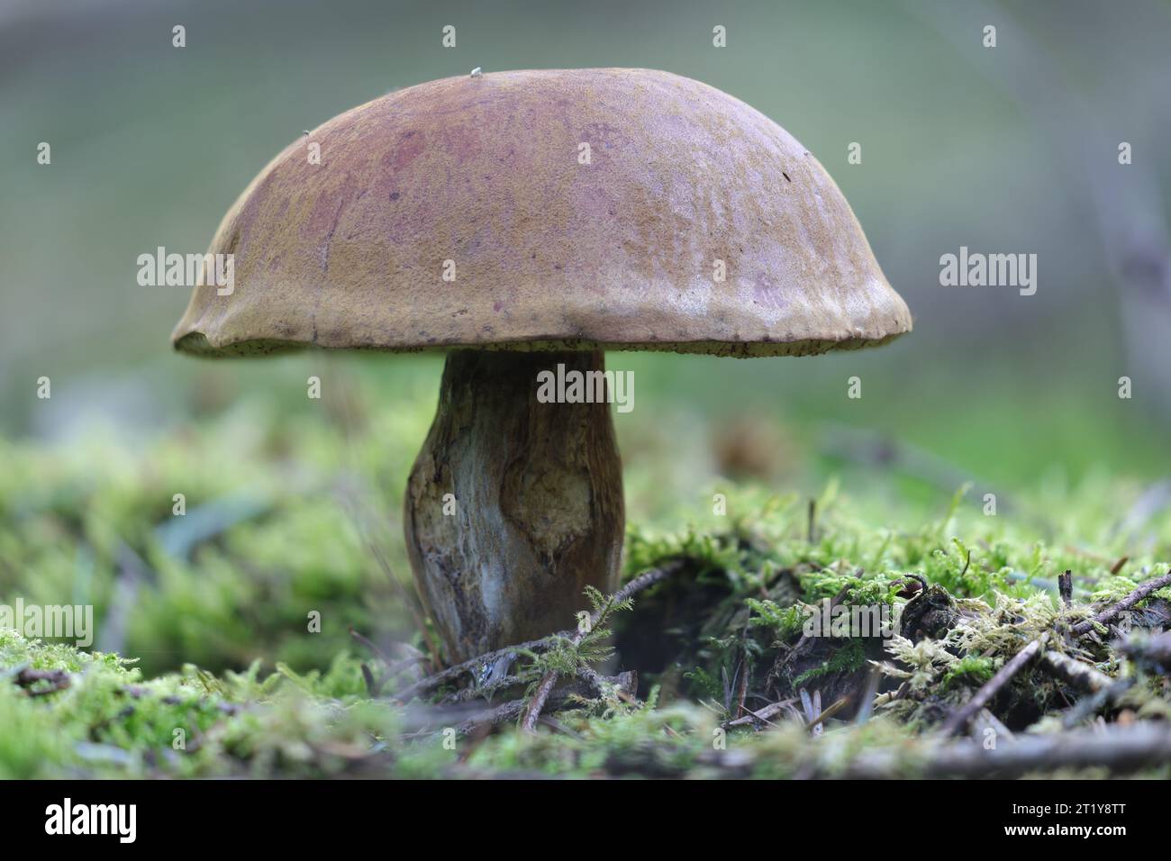Il fungo porcini, primo piano da un lato. Foto Stock
