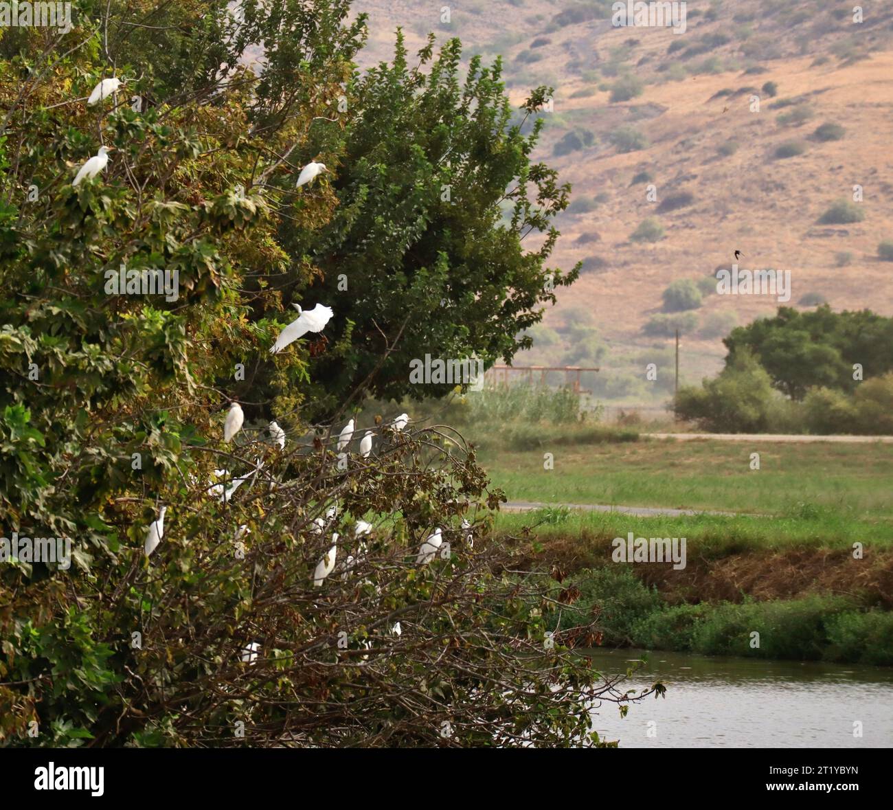 Un gregge di aironi bianchi seduto su un albero in un piccolo stagno in un parco sulle colline sabbiose Foto Stock