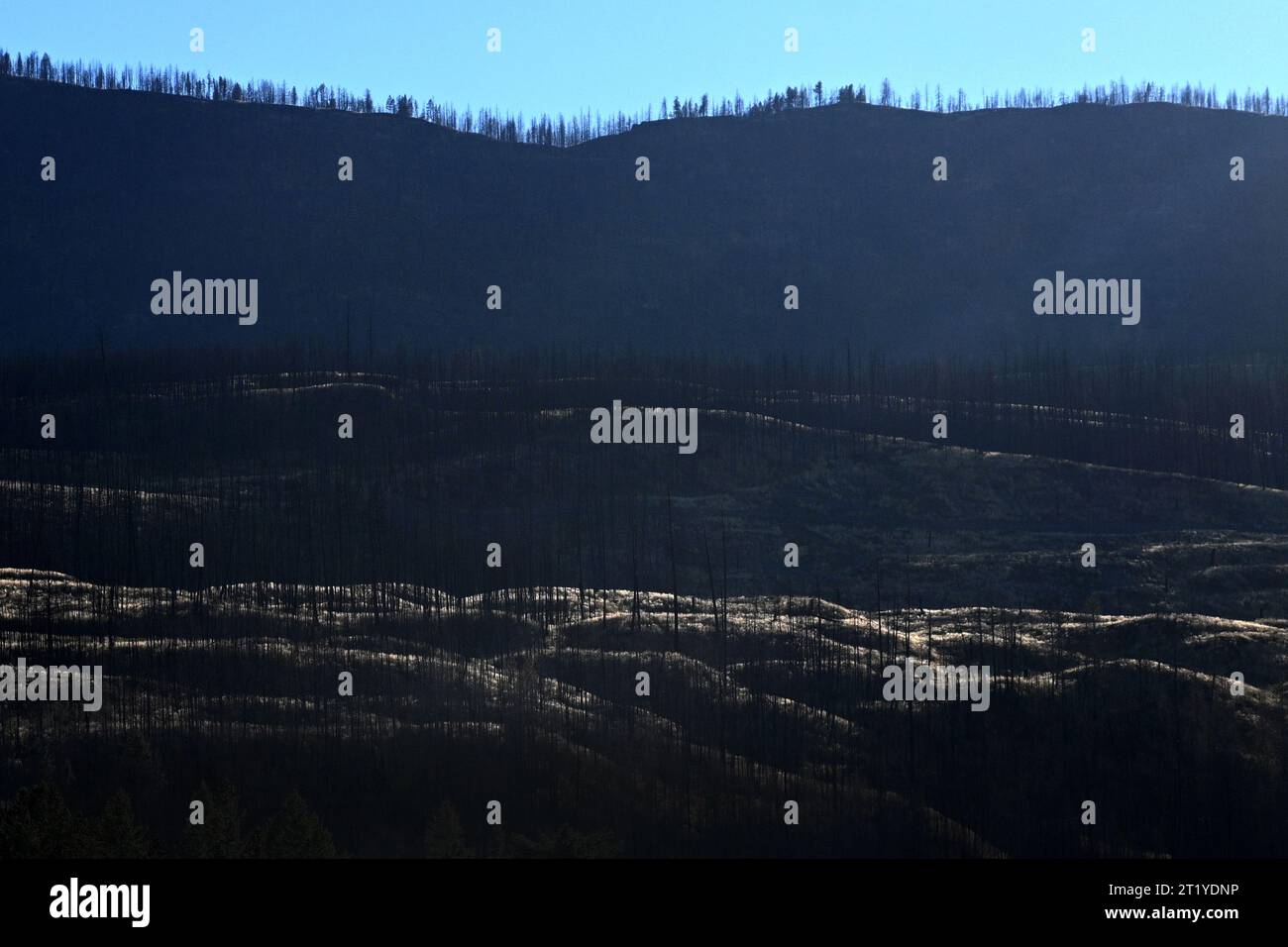 Paesaggio spettacolare con foresta bruciata in Canada. Foresta bruciata dopo un incendio. Foto Stock