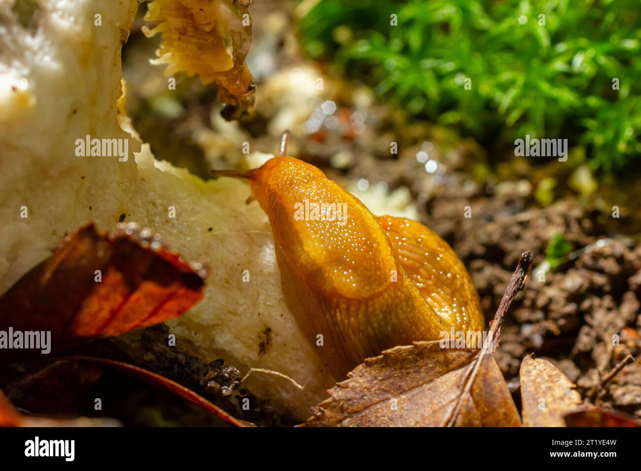 Lumaca, Dusky Arion, Arion subfuscus, lumaca terrestre che mangia un fungo nella foresta. Foto Stock