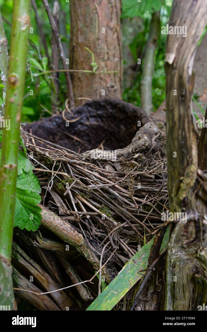 Il nido di un uccello nero era lasciato tra i boschetti di alberi. Foto Stock
