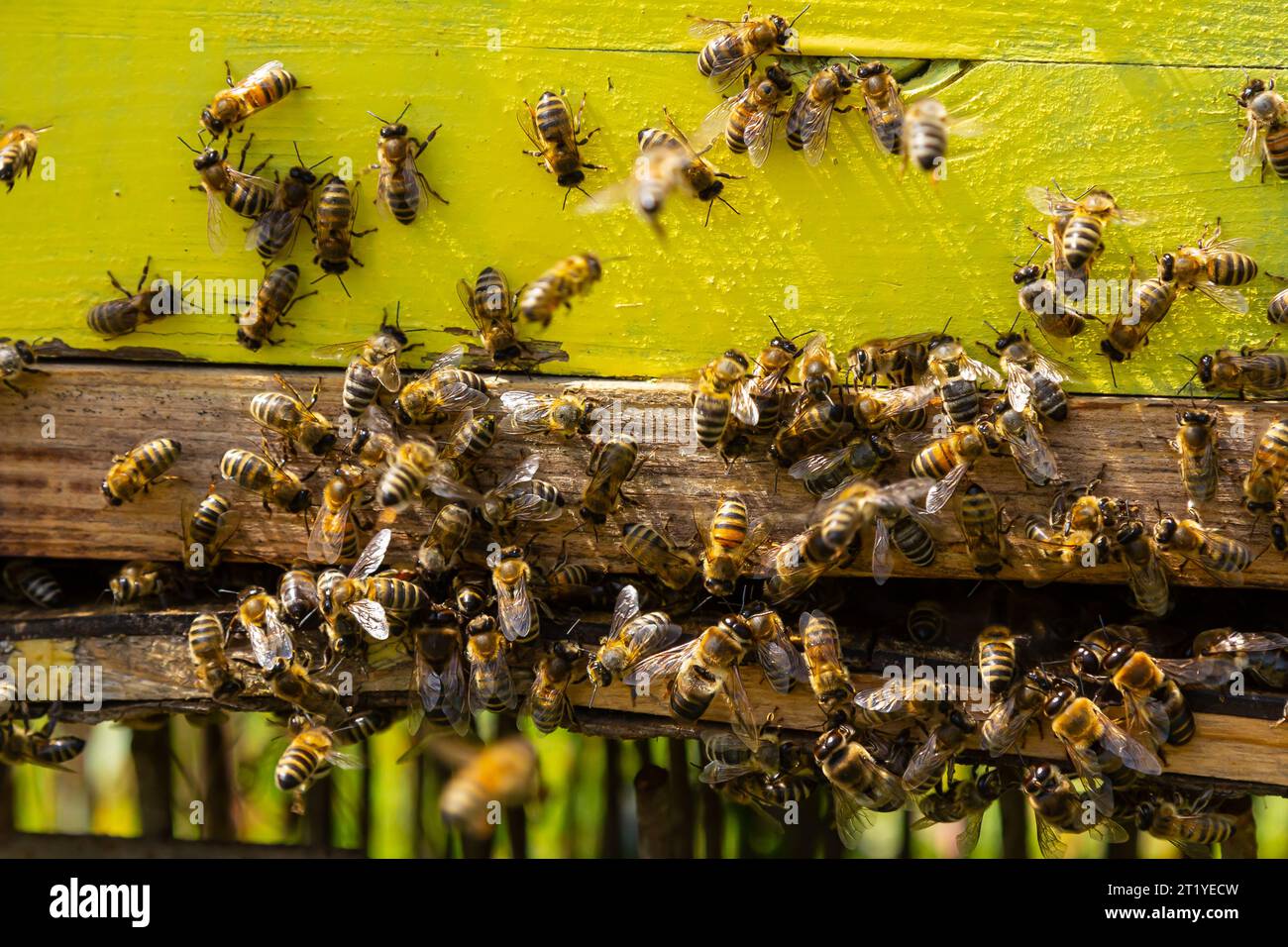 Alveare giallo di api da vicino, molte api all'ingresso dell'alveare in una giornata di sole. Foto Stock