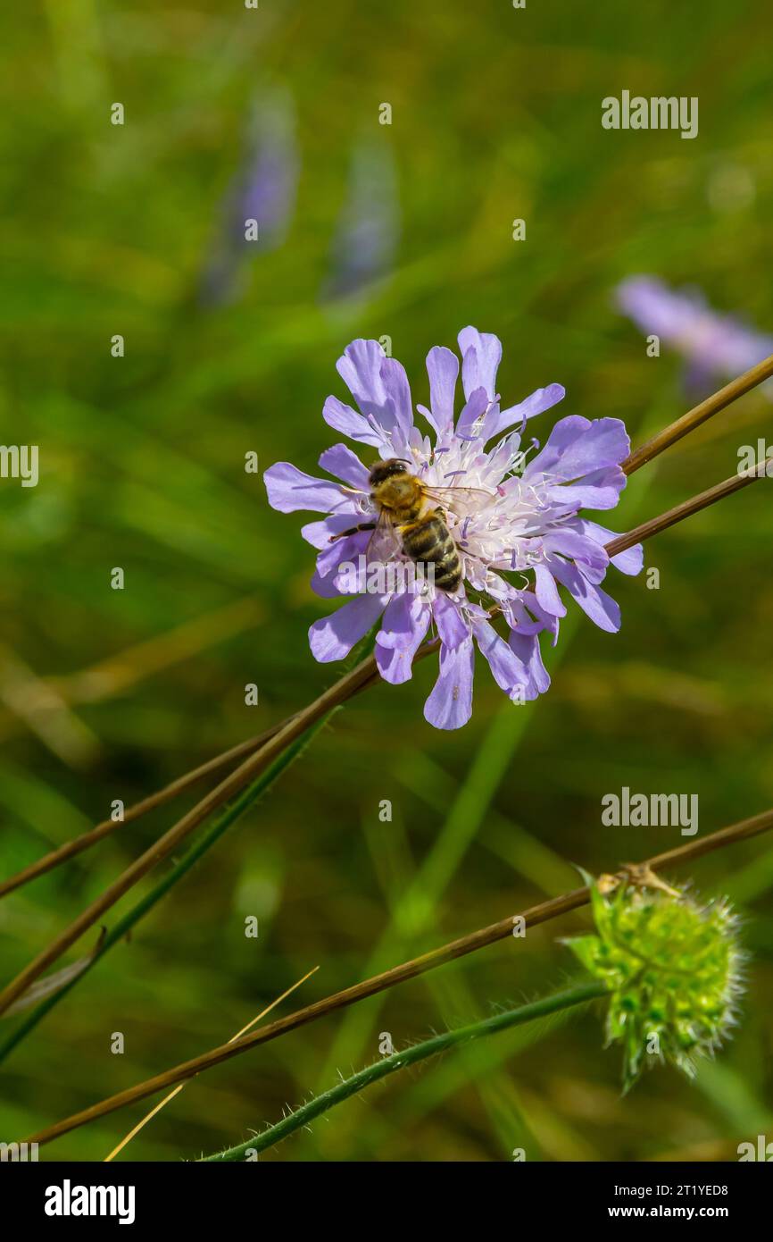 Un'ape raccoglie polline vicino a un fiore. Un'ape vola su un fiore in uno sfondo sfocato. Foto Stock