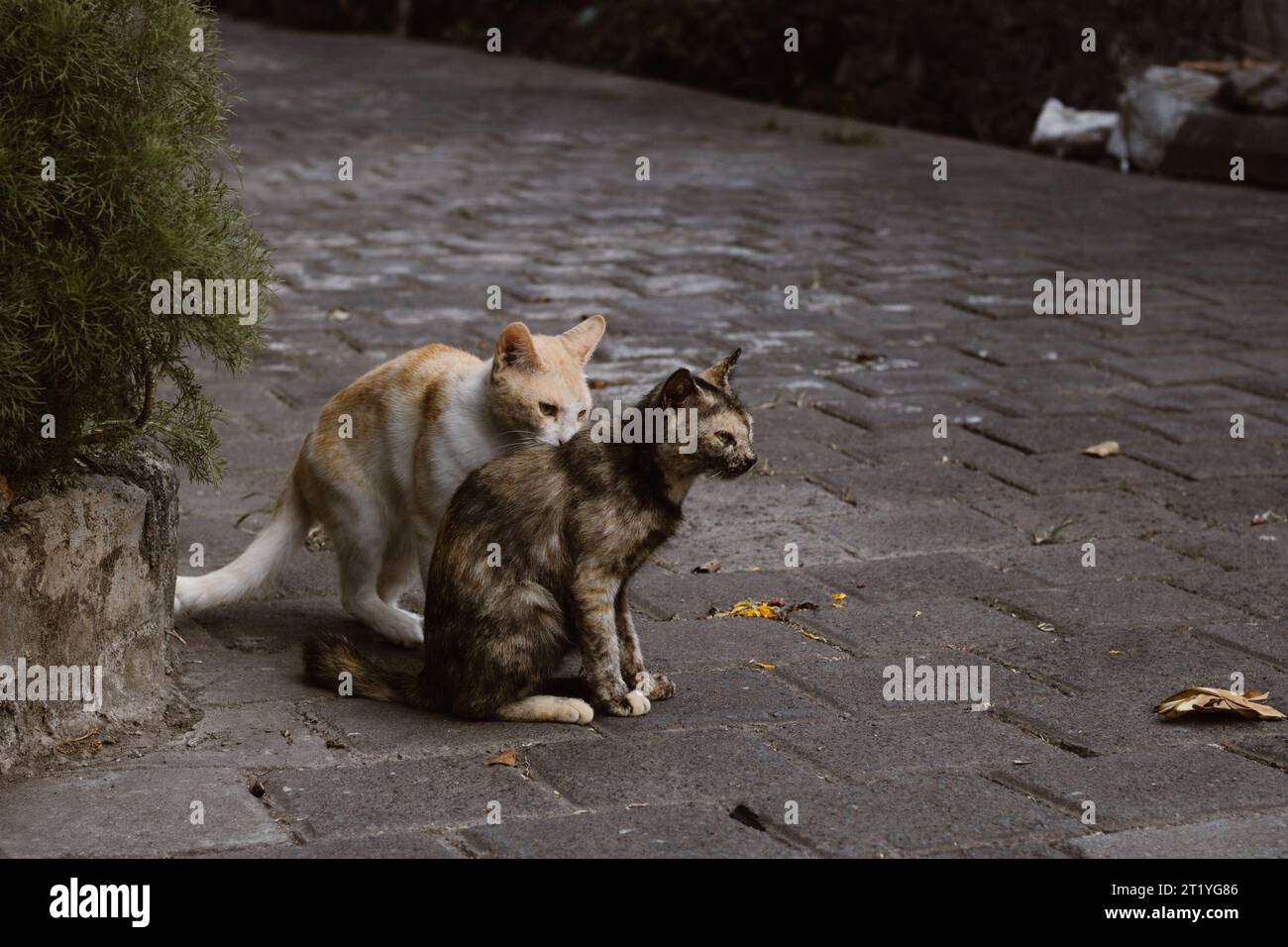 Due gatti che giocano in un vicolo pavimentato a Karangasem Bali, sembrano entrambi così rilassati Foto Stock