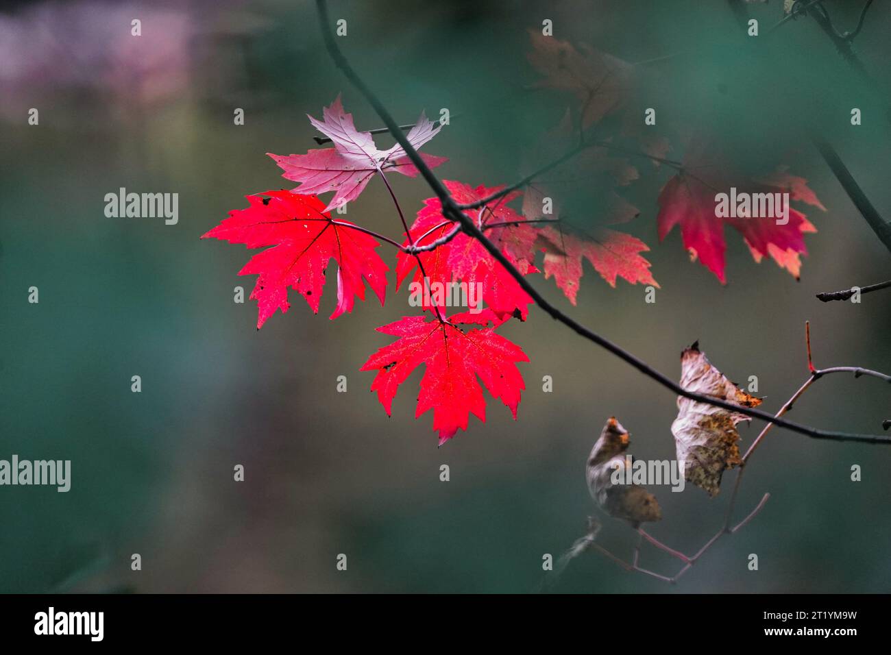 Foglie d'autunno rosse su un ramo d'albero. Foto Stock
