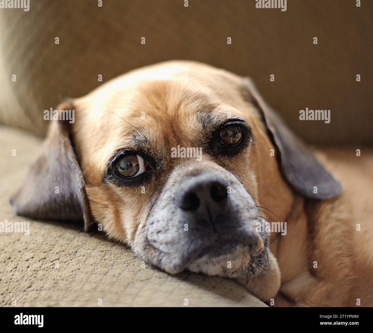 Cane puggle marrone che fissa tristemente la macchina fotografica Foto Stock