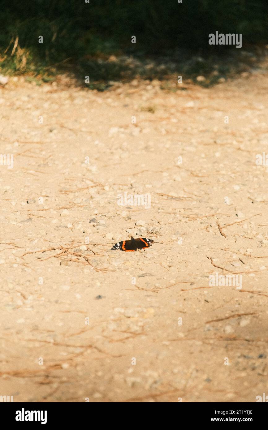 Una farfalla che poggia sulla ghiaia Foto Stock