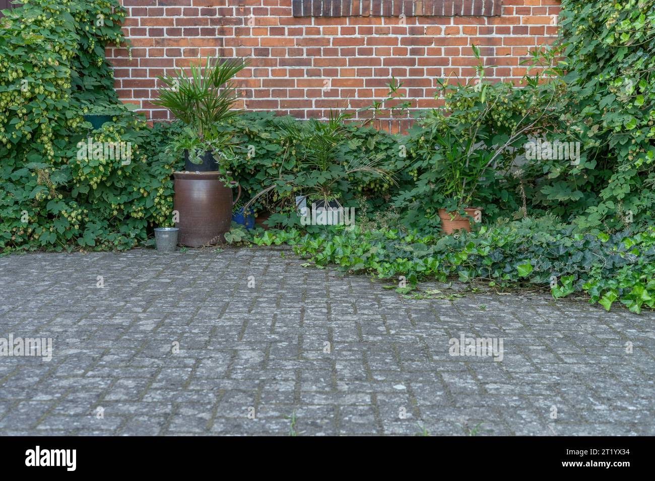 Sentiero acciottolato con piante di fronte a un muro di mattoni Foto Stock
