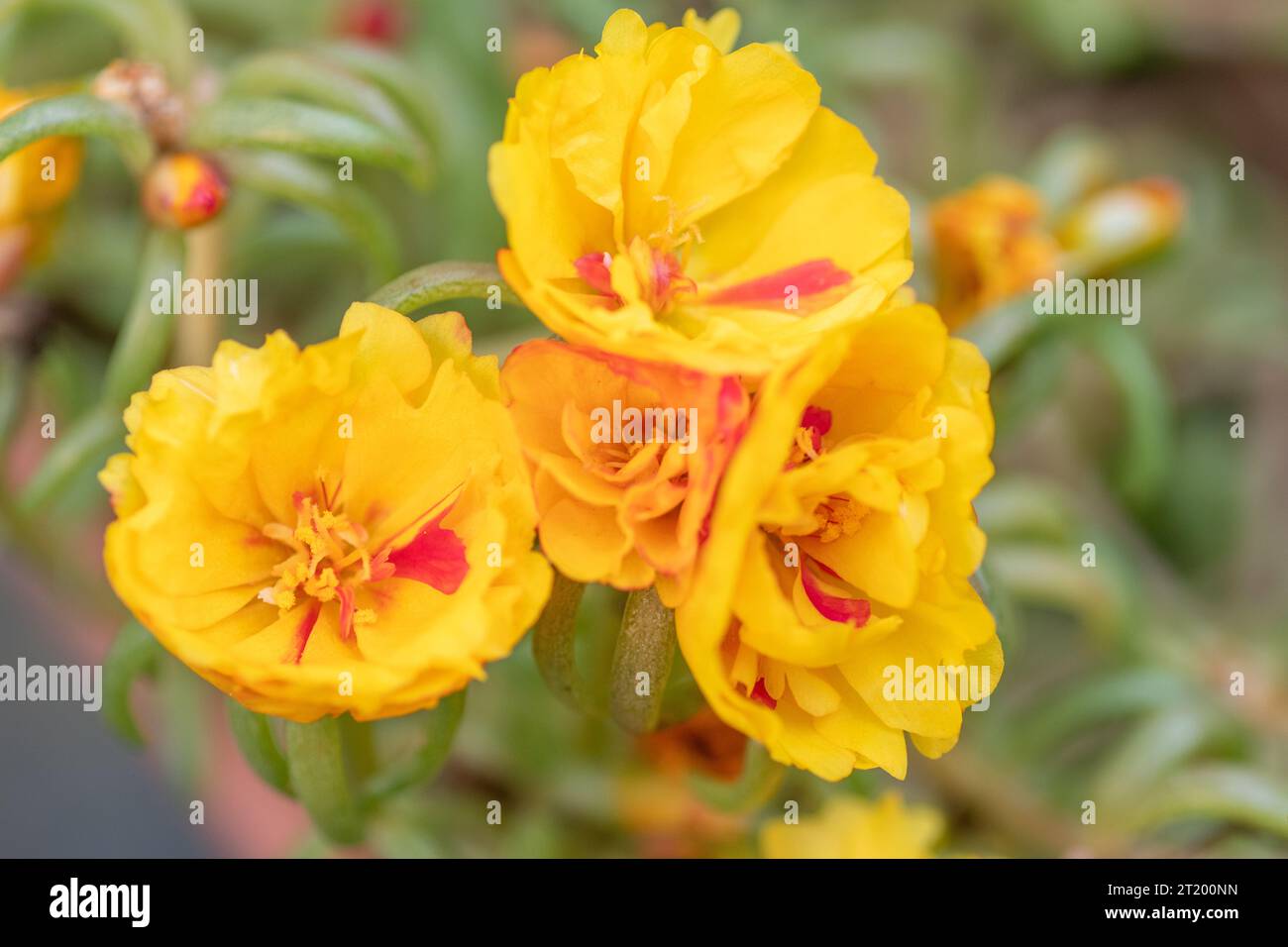 Bellissimi fiori gialli di portulaca, conosciuta anche come purslane. Foto Stock
