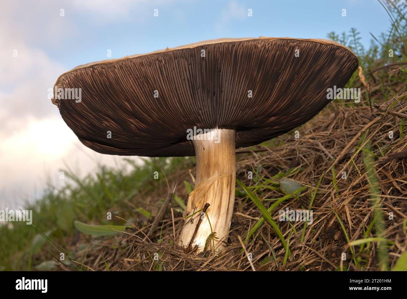 Fungo da campo, un grande fungo commestibile con cappuccio bianco, visto da un punto di vista basso Foto Stock