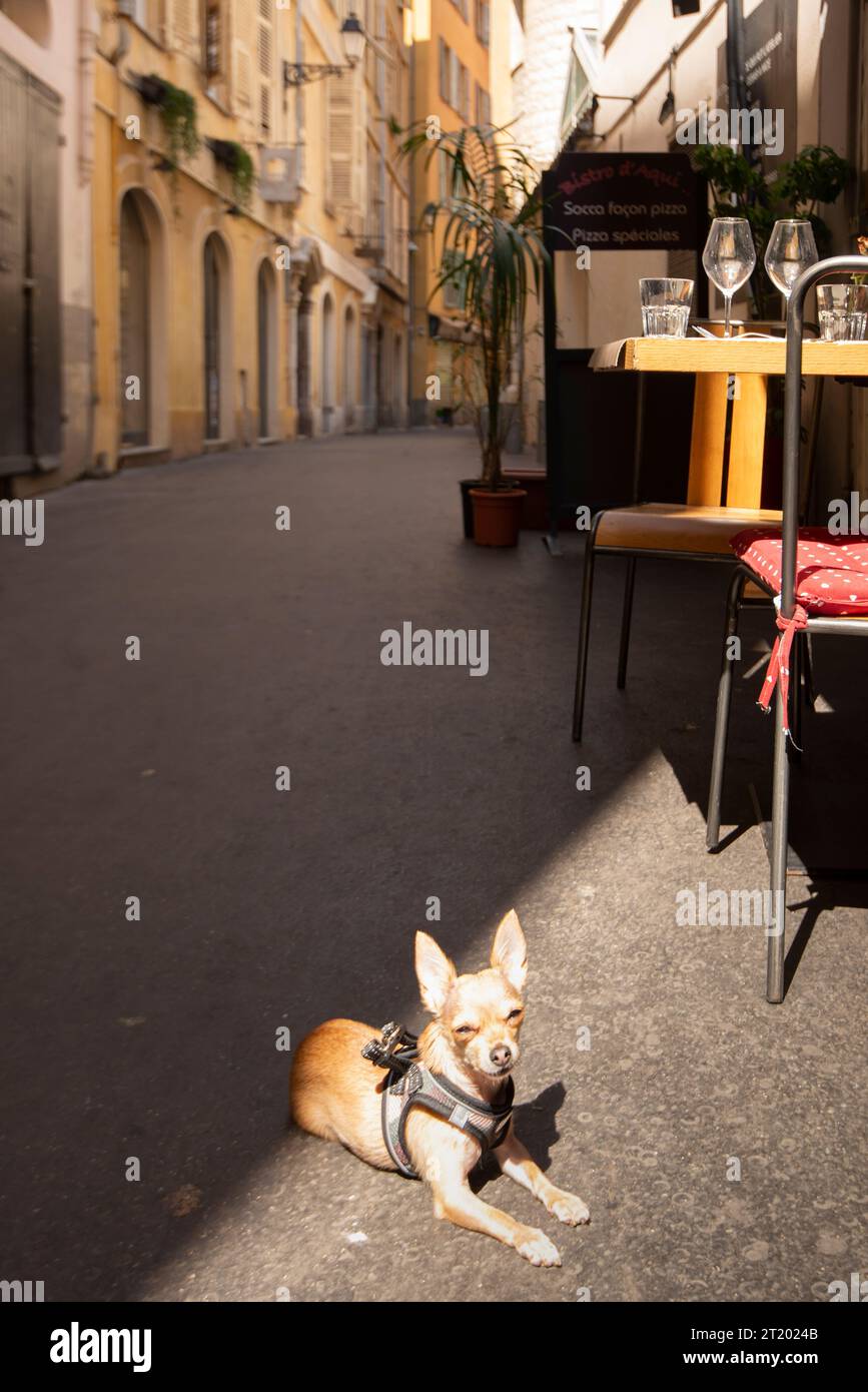 Cane sdraiato nel vicolo accanto al caffè francese Foto Stock