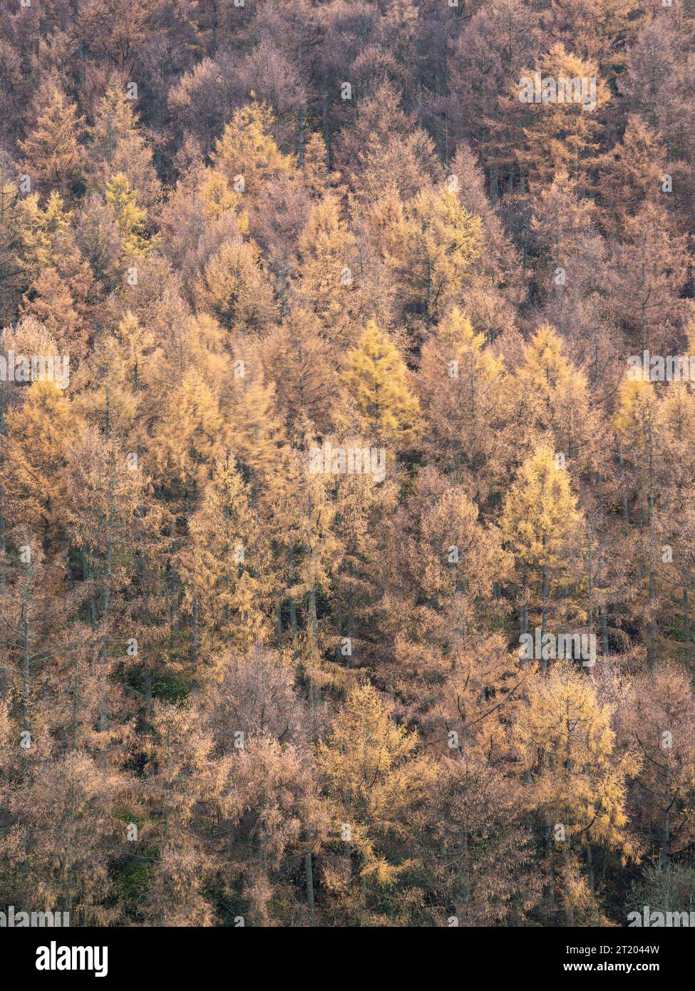 Bosco misto in colori autunnali a Hopton Castle, Clun Valley, Shropshire, Inghilterra, Regno Unito Foto Stock