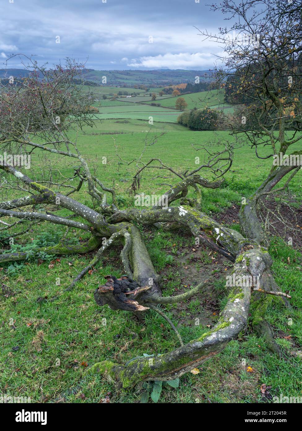 Bosco misto in colori autunnali a Hopton Castle, Clun Valley, Shropshire, Inghilterra, Regno Unito Foto Stock