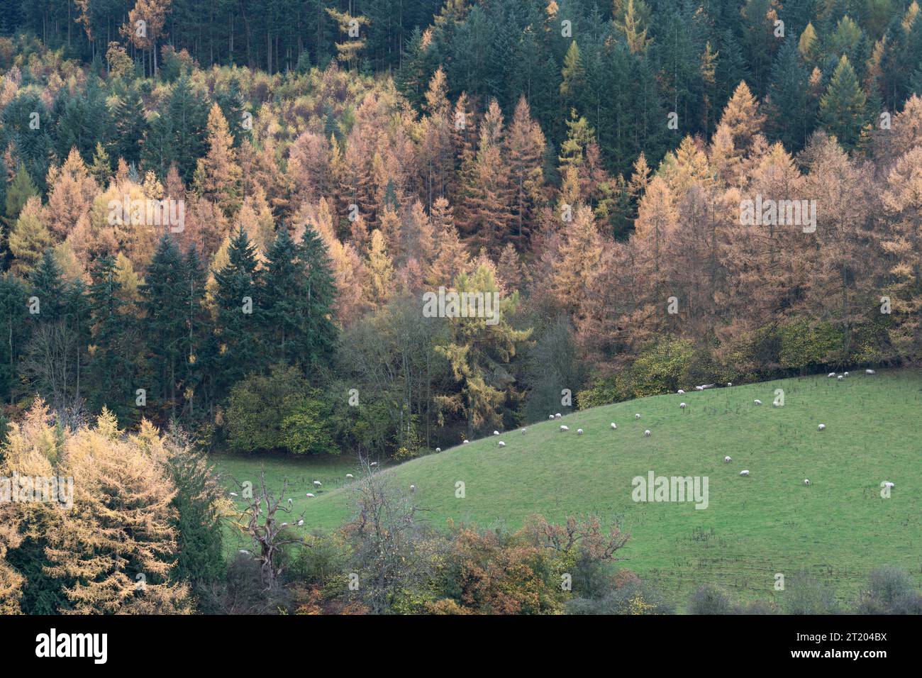 Bosco misto in colori autunnali a Hopton Castle, Clun Valley, Shropshire, Inghilterra, Regno Unito Foto Stock