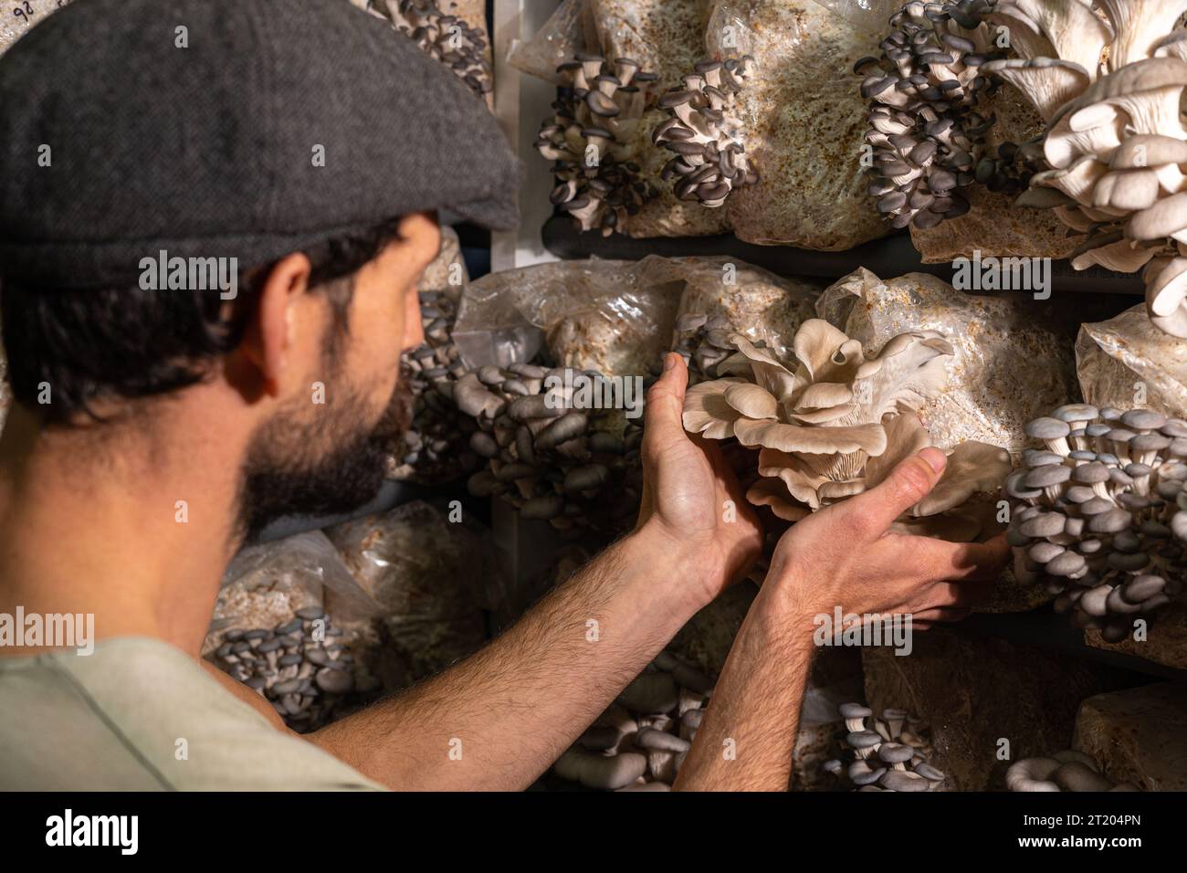 Vista posteriore del coltivatore che raccoglie funghi di ostrica nella serra dei funghi. Foto Stock