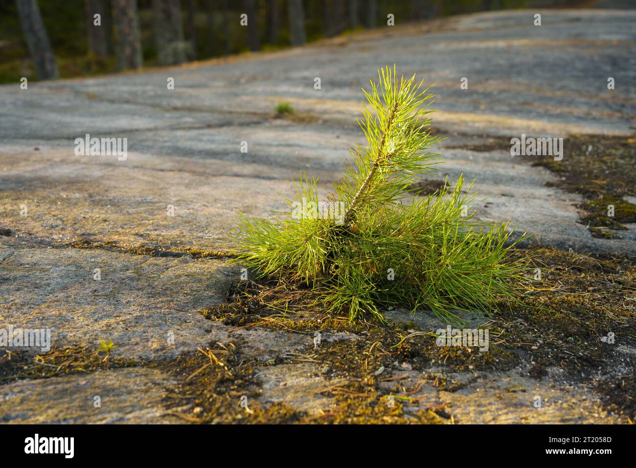 Pino giovane (Pinus sylvestris) che cresce sulla roccia in Finlandia Foto Stock