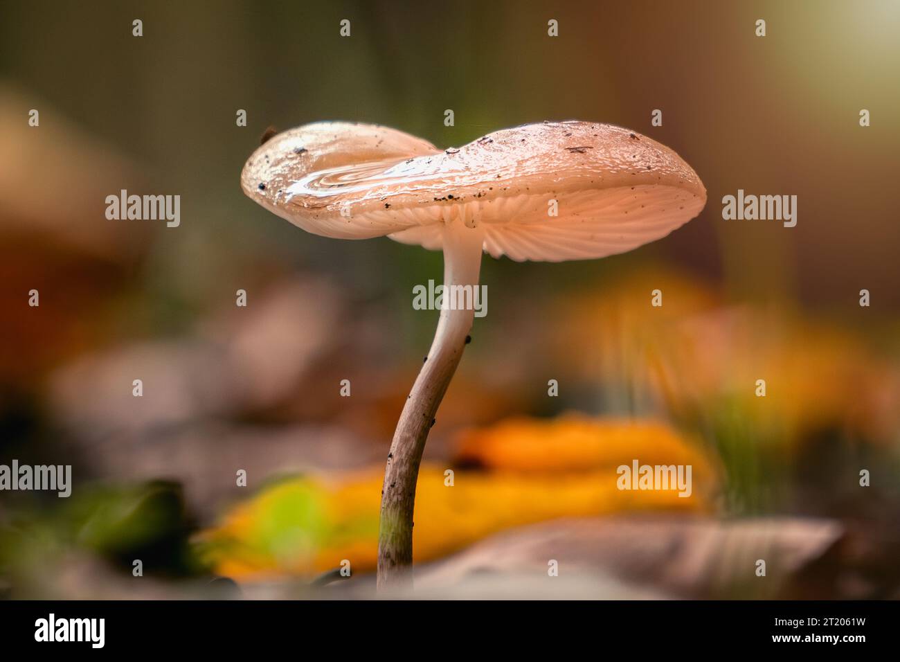 Foto macro di funghi bellissimi e misteriosi nella natura in epoca d'oro. Foto Stock