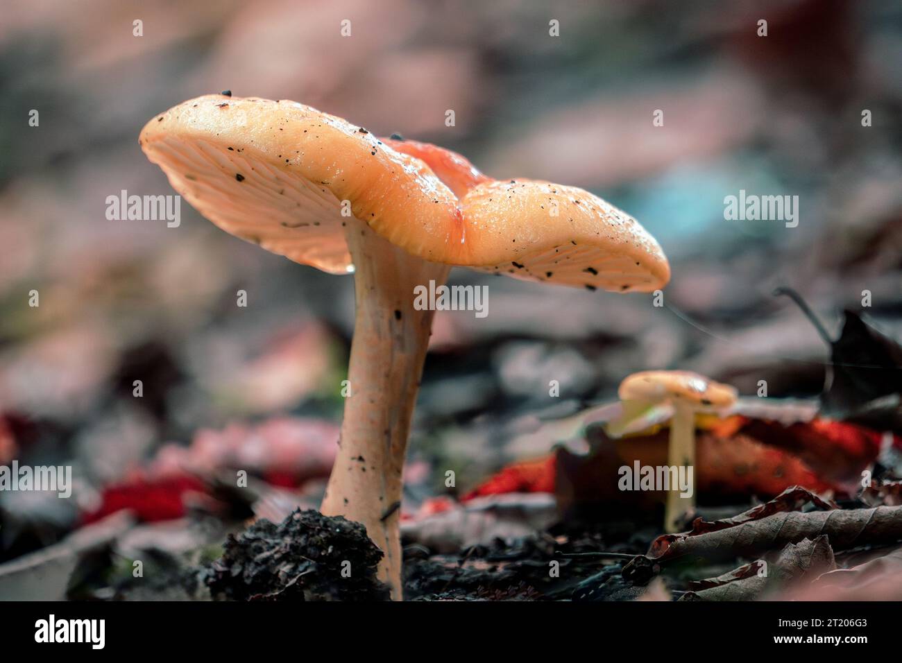 Una foto macro di un tipo di fungo nella foresta. Foto Stock