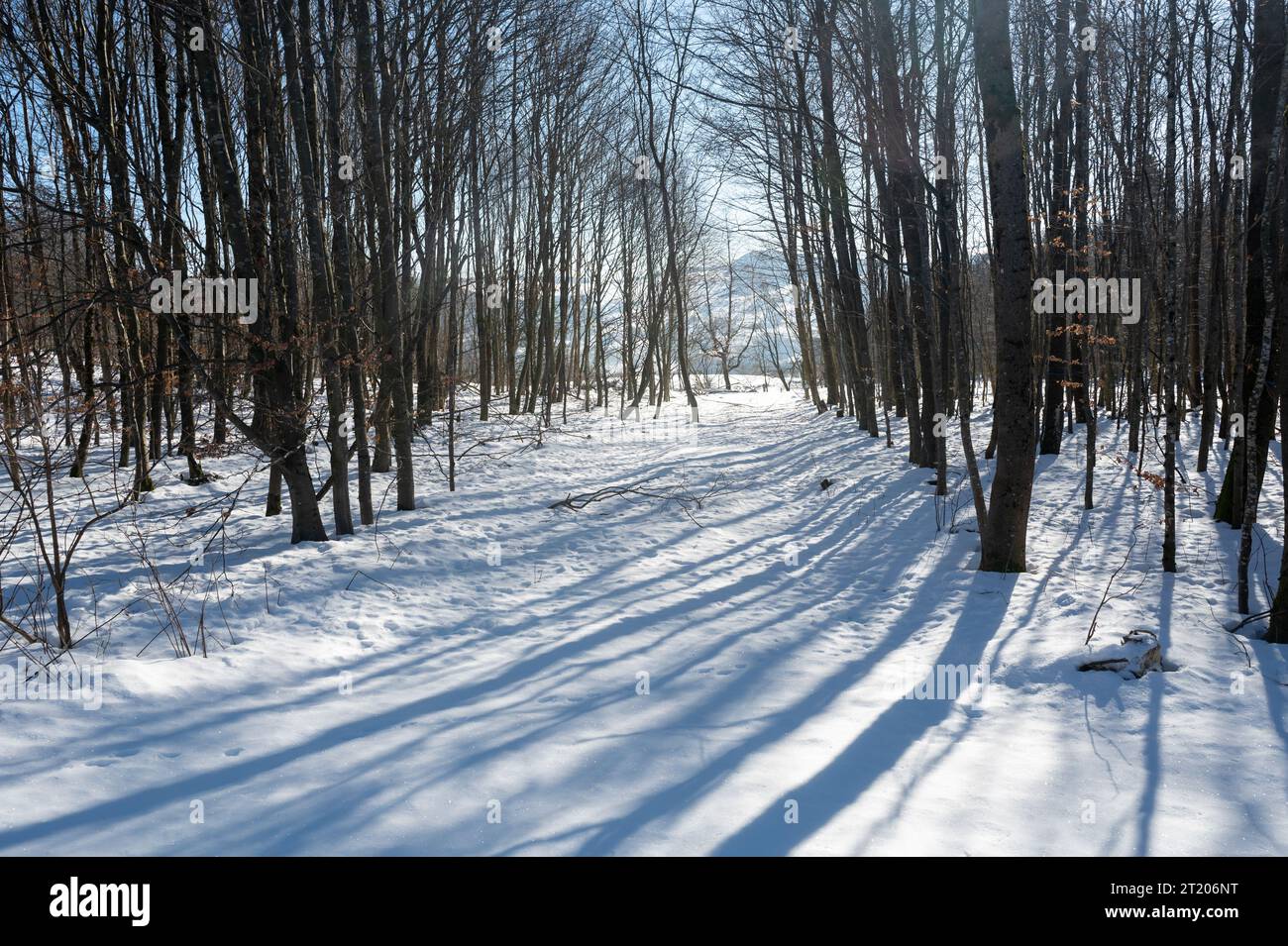 Alberi nella foresta, inverno con neve e ombre Foto Stock