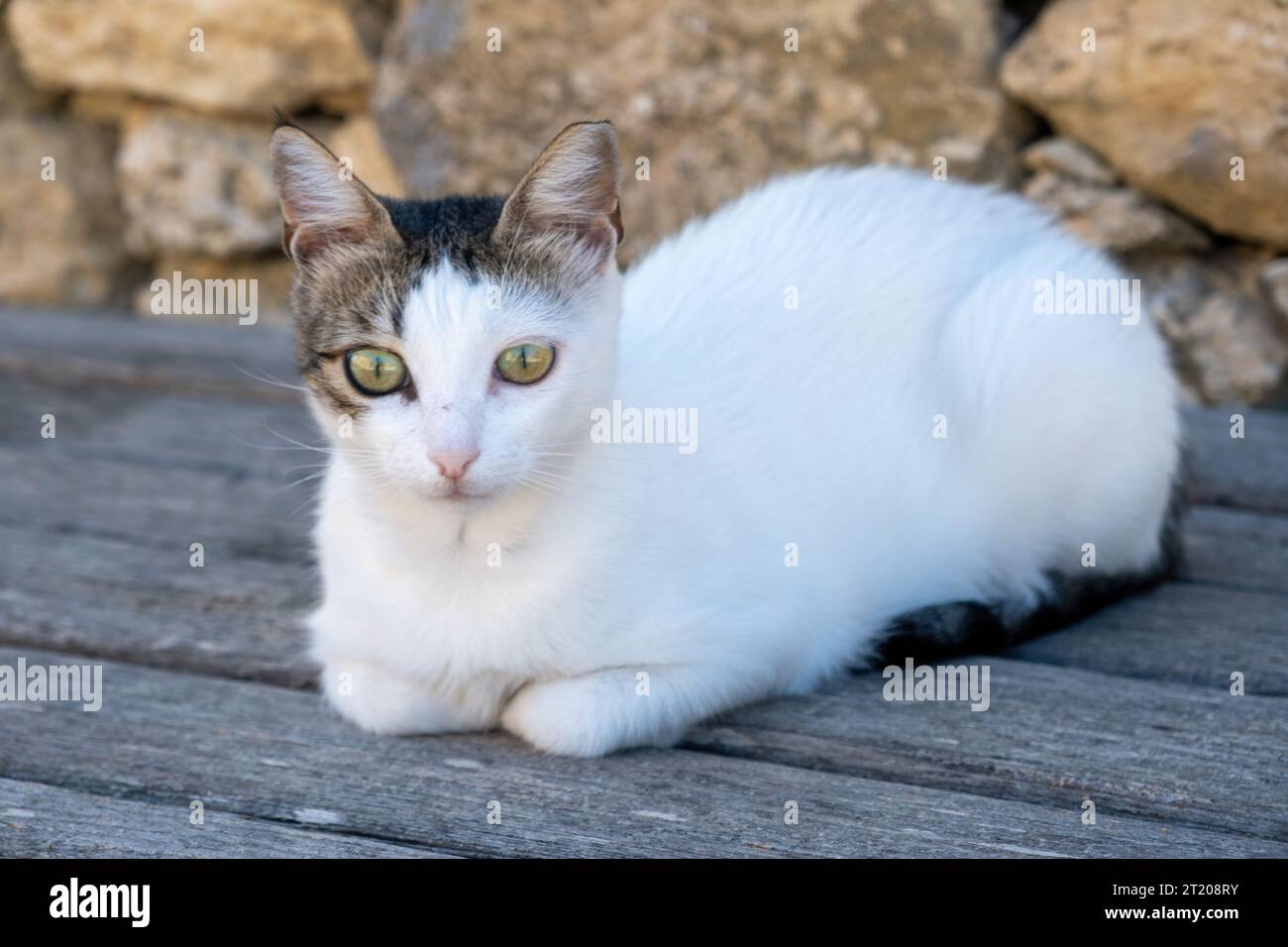 Il gatto bianco domestico è seduto su pavimento di legno. Ritratto di gattino che guarda la fotocamera. Vista ravvicinata, sfondo stonewall. Foto Stock